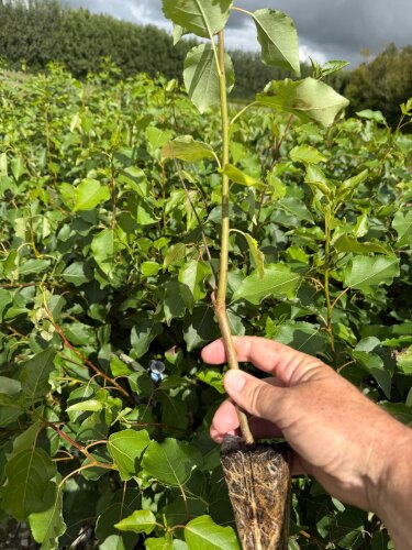 Poplar Geyles 50 Seedlings